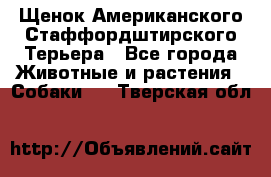 Щенок Американского Стаффордштирского Терьера - Все города Животные и растения » Собаки   . Тверская обл.